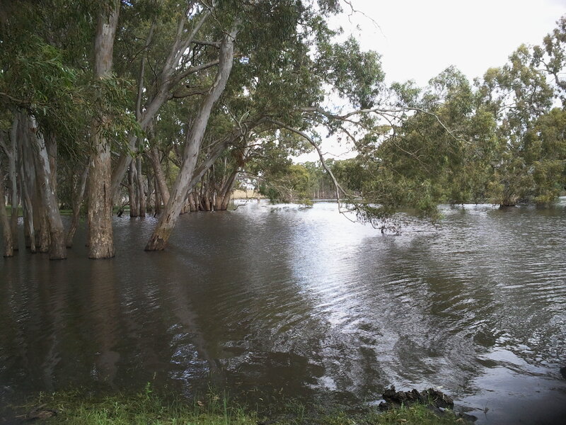 Flooded Eucalyptus Trees — Green
