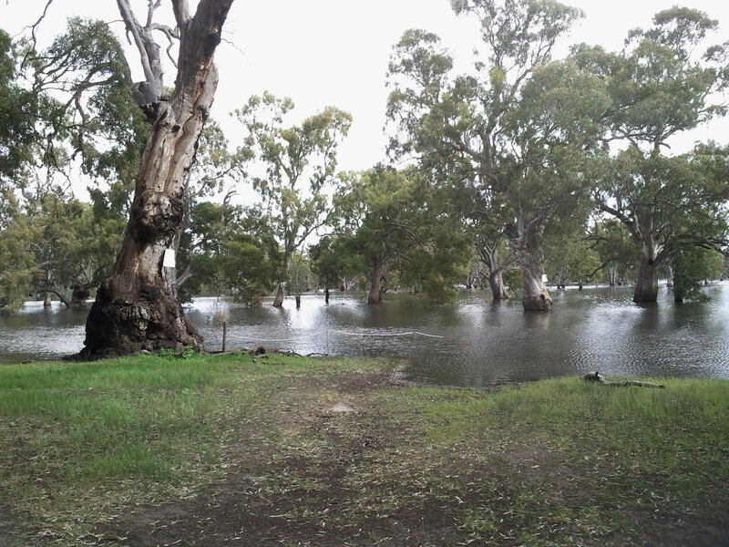Flooded Eucalyptus Trees