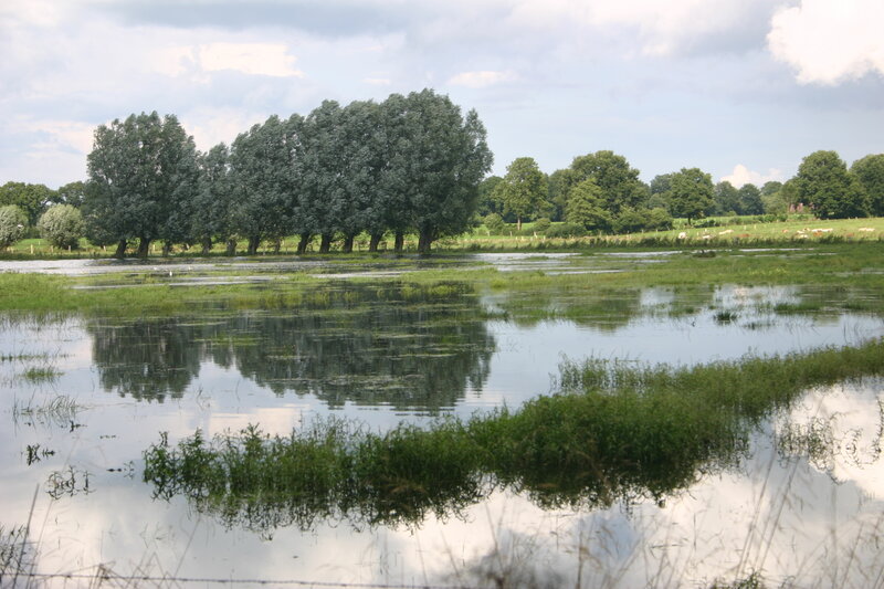 Flooded field with tree reflection