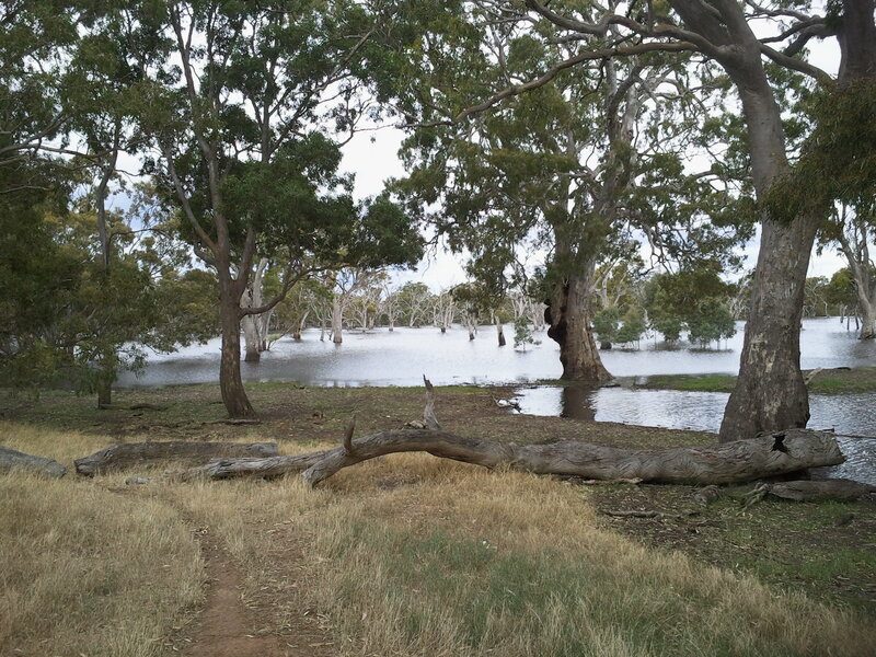Flooded Forest Area