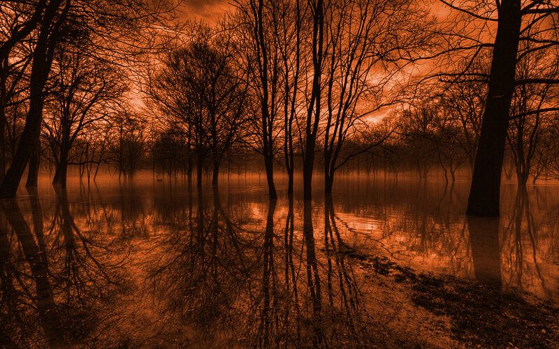 flooded forest at dusk