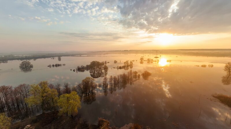 Flooded Forest at Sunrise — Gold