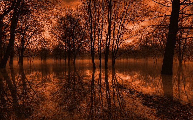 flooded forest at sunset