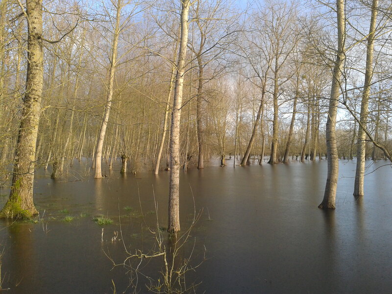 Flooded Forest — Brown, Calm, Spring