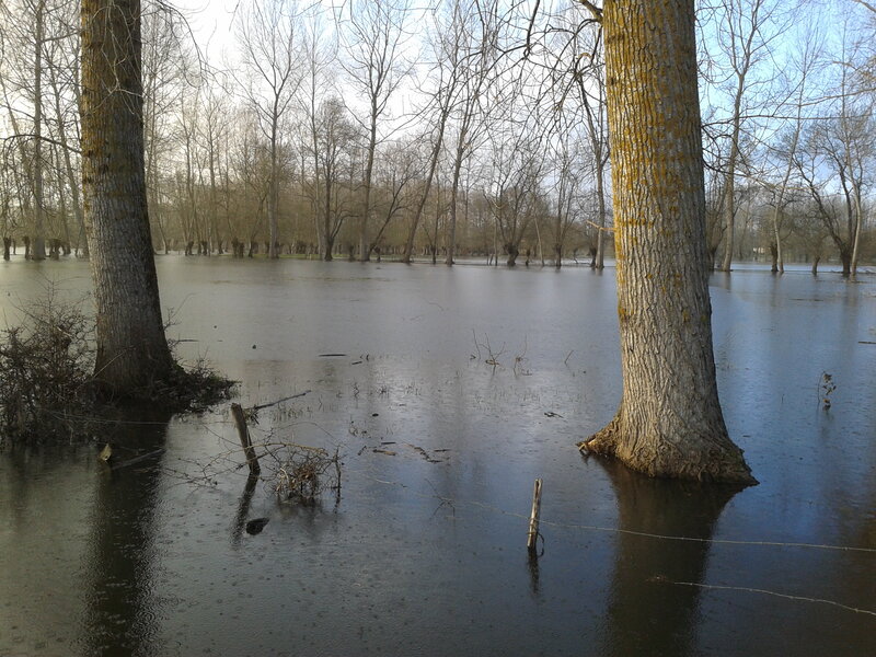 Flooded Forest — Brown, Calm