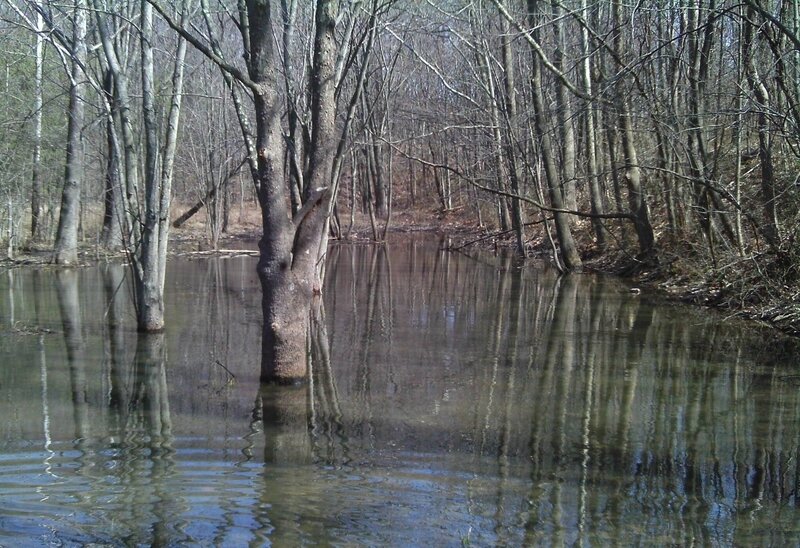 Flooded Forest — Brown
