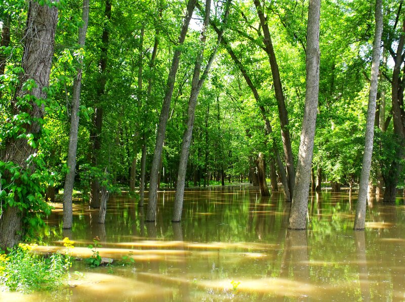 Flooded Forest — Green