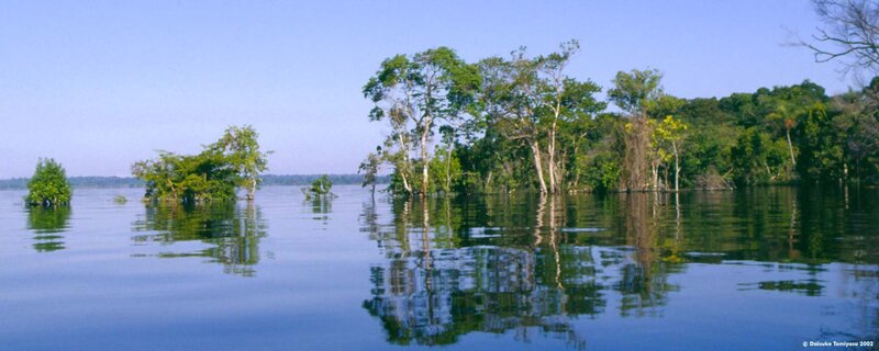 Flooded forest in the Amazon