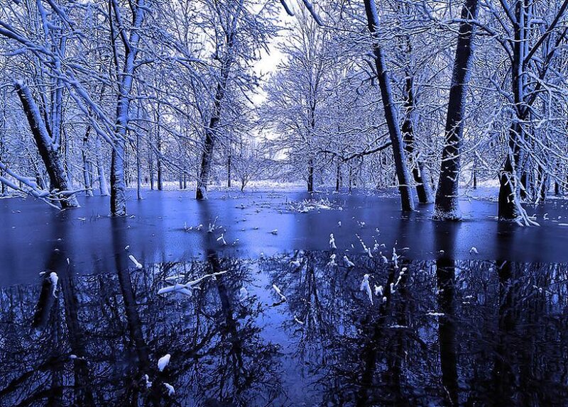 Flooded Forest in Winter