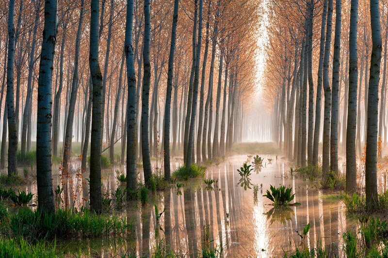 Flooded Forest Path