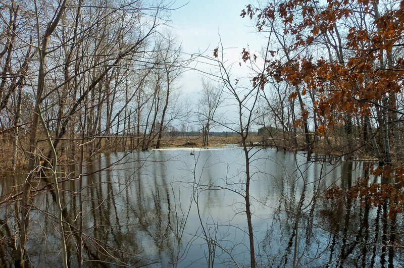 Flooded Forest Pond