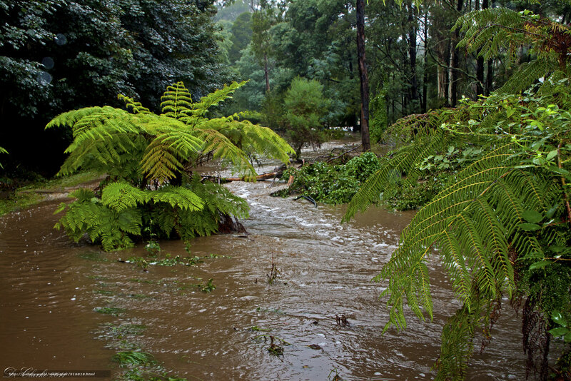 Flooded forest stream