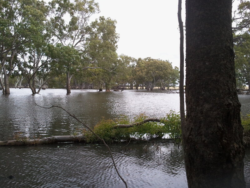 Flooded Forest