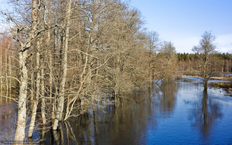 Flooded forest trees