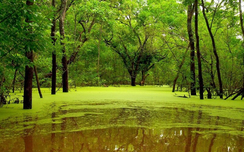 Flooded Forest with Algae