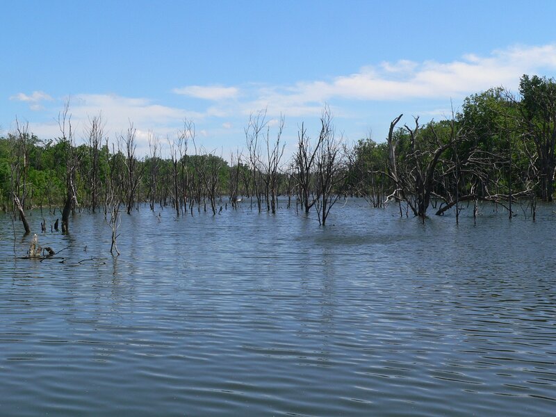 Flooded forest with dead trees