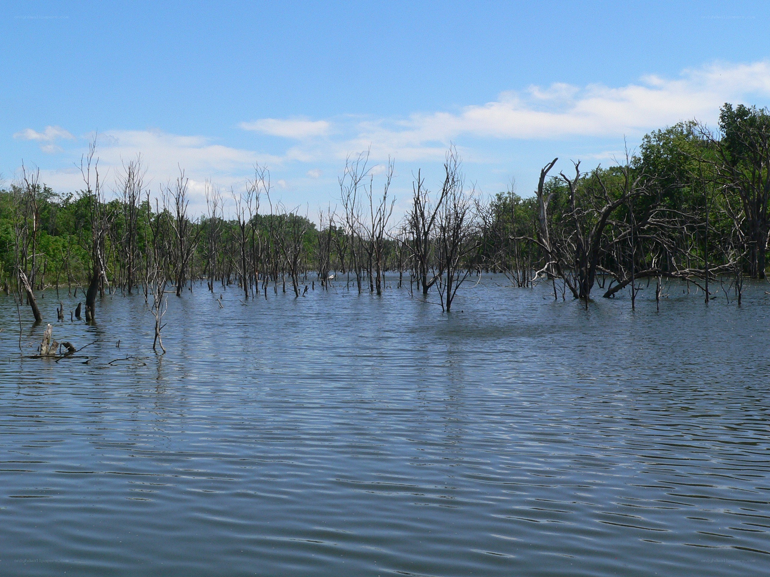 Flooded forest with dead trees