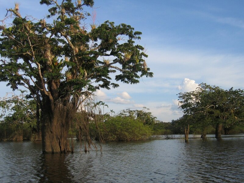Flooded forest with large tree
