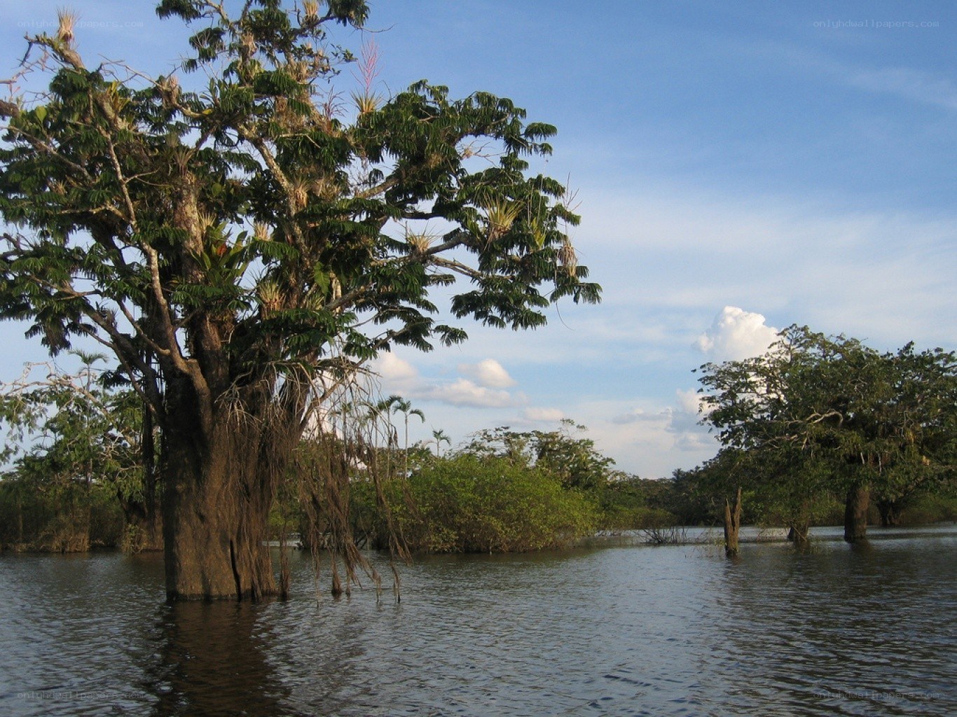 Flooded forest with large tree