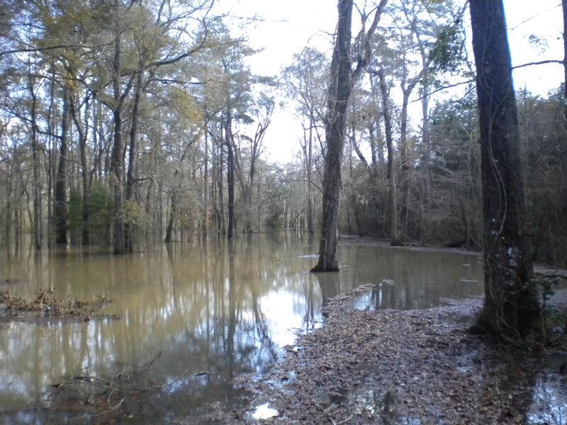 flooded forest with standing water