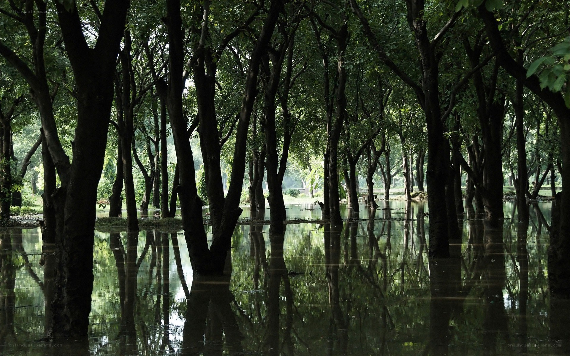 Flooded forest with tree reflections
