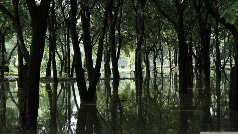 Flooded forest with tree reflections