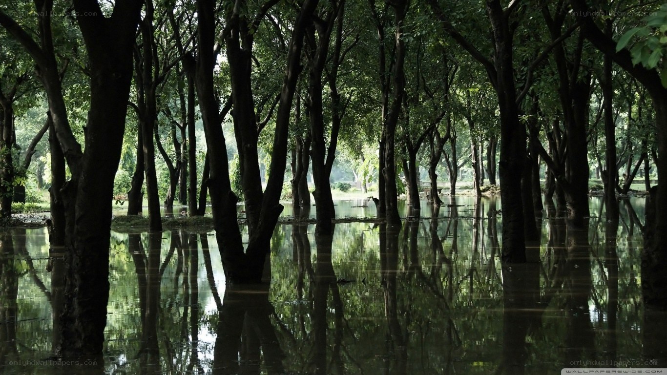 Flooded forest with tree reflections