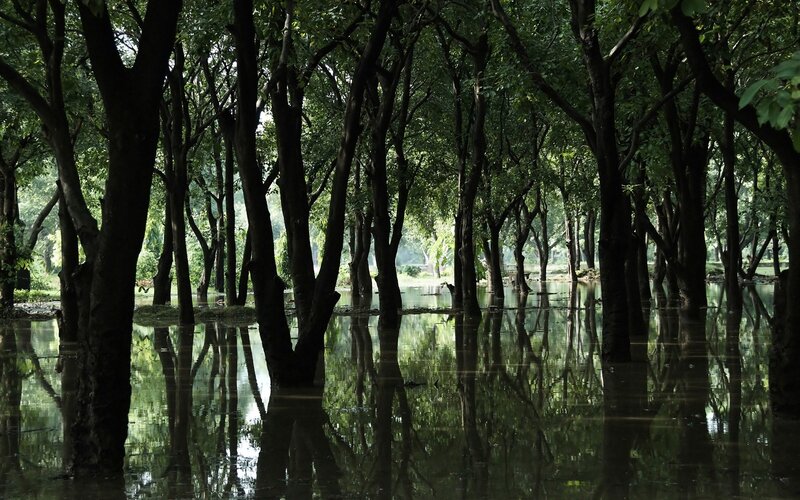 Flooded forest with tree reflections