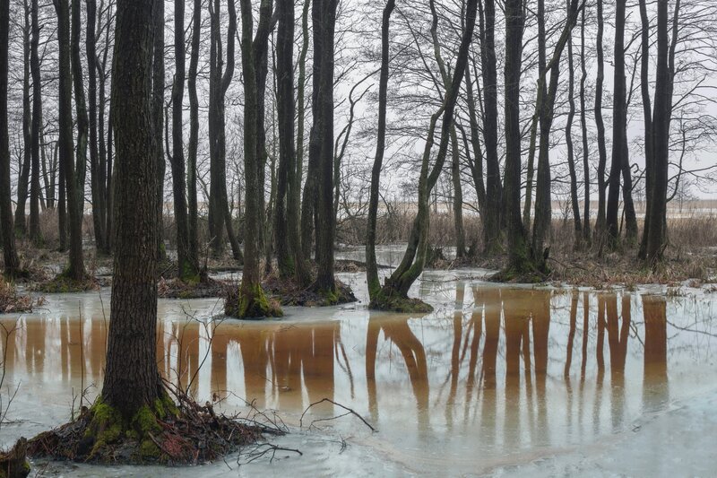 Flooded Forest with Trees — Brown, Dreary