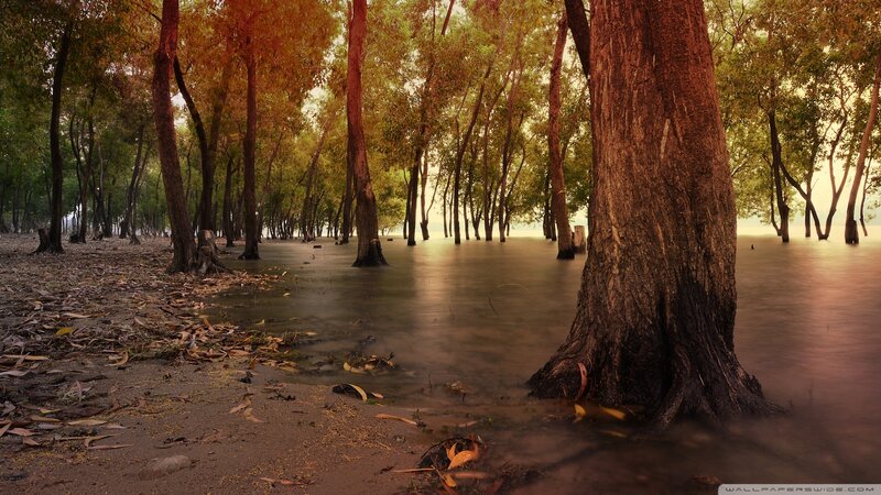 Flooded Forest with Trees — Brown, Serene