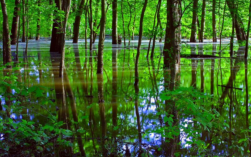 Flooded Forest with Trees — Green, Serene