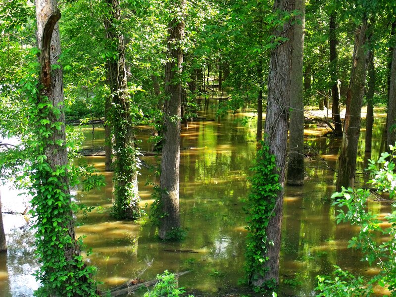 Flooded Forest with Trees — Green