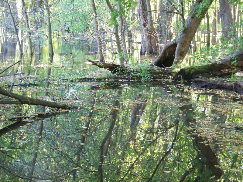 Flooded Forest with Trees