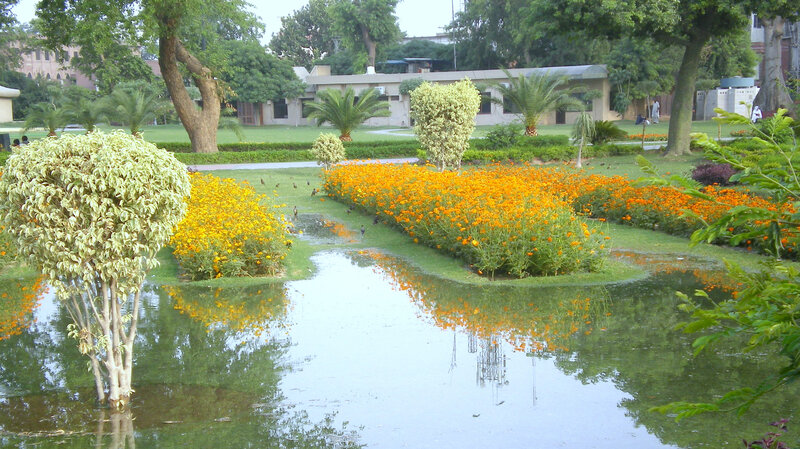 flooded garden with orange flowers