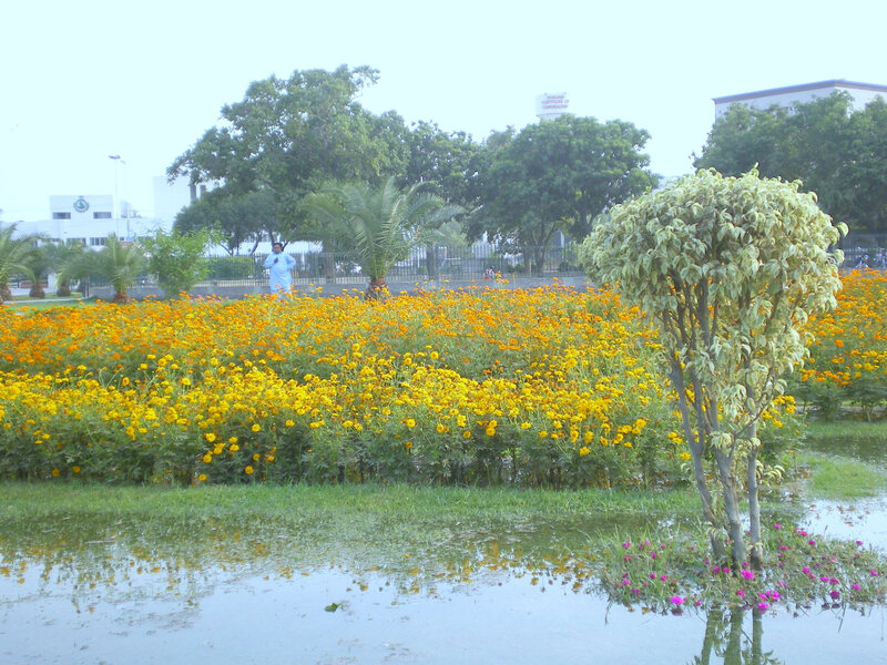 Flooded garden with yellow flowers