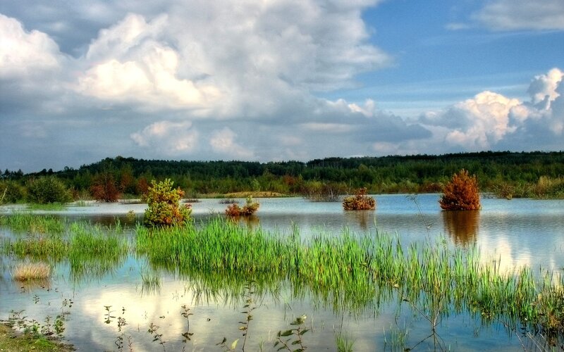 Flooded marsh with autumn trees