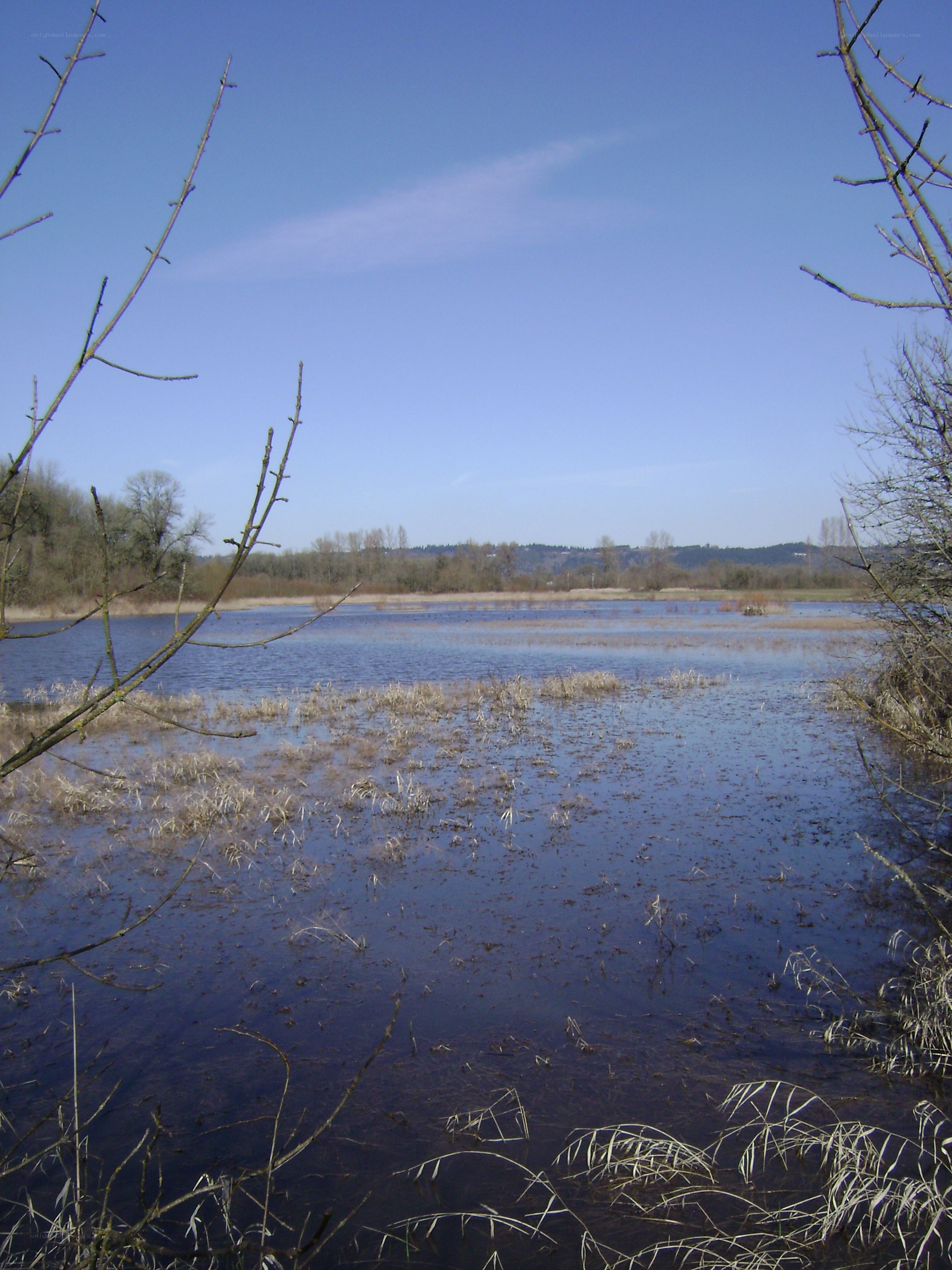flooded marshland under blue sky