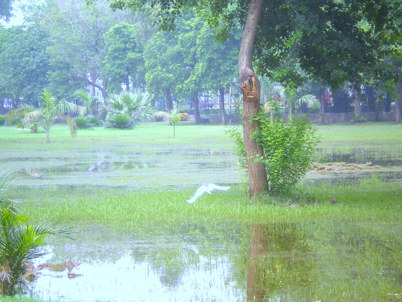flooded park with bird