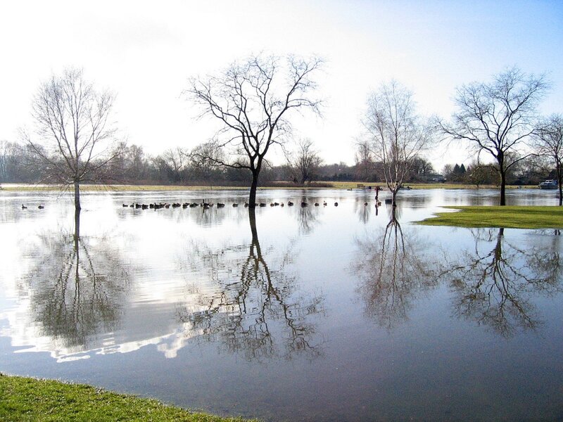 Flooded Park with Ducks