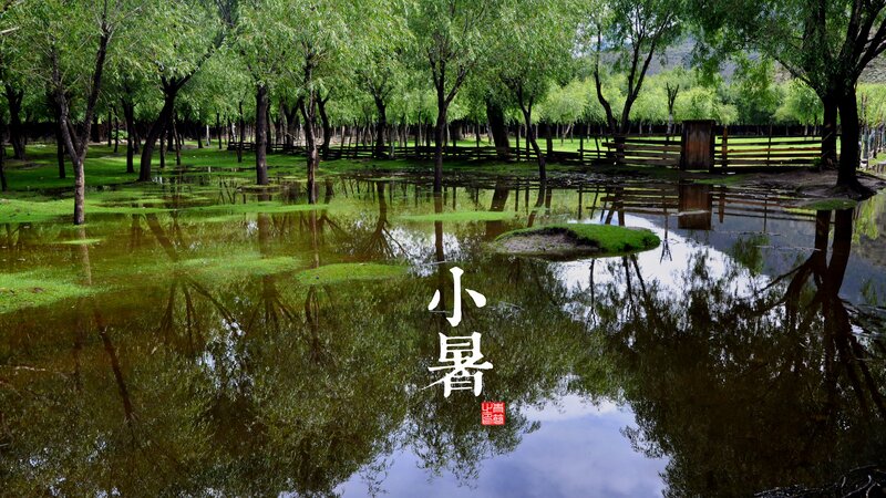 Flooded Park with Trees — Green, Serene