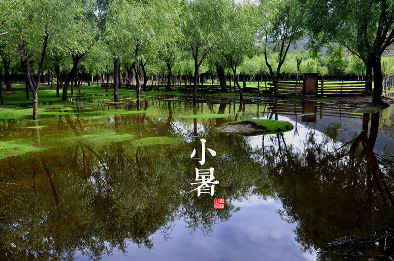 Flooded Park with Trees — Green