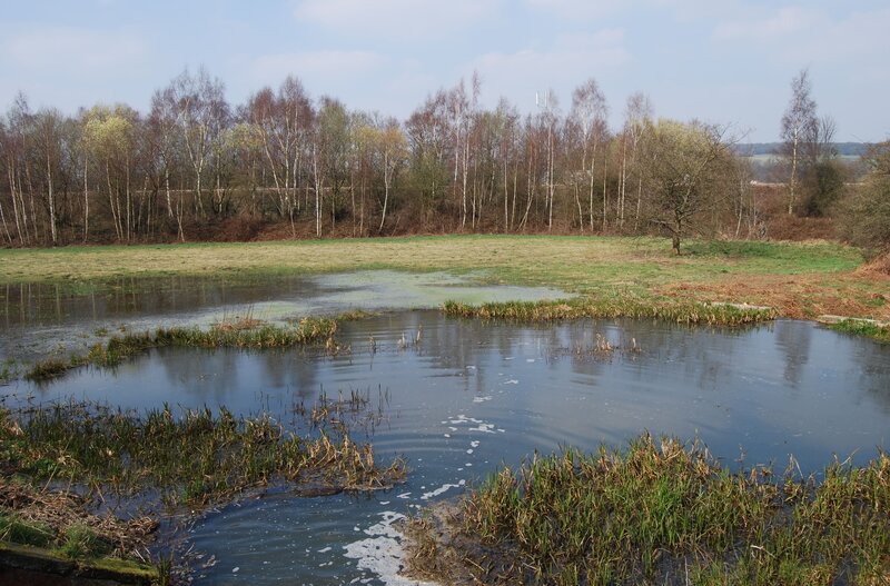 Flooded Pond in Field