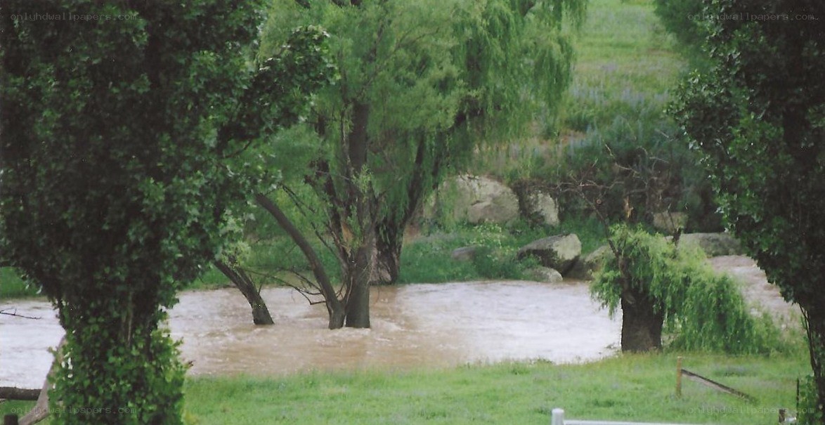 Flooded river with trees