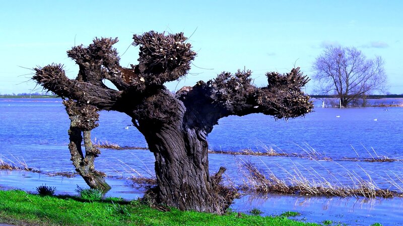 Flooded tree by the water