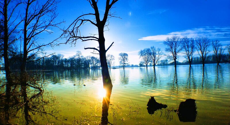 Flooded Trees at Sunset