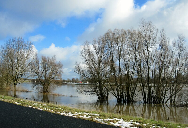 Flooded Trees by River
