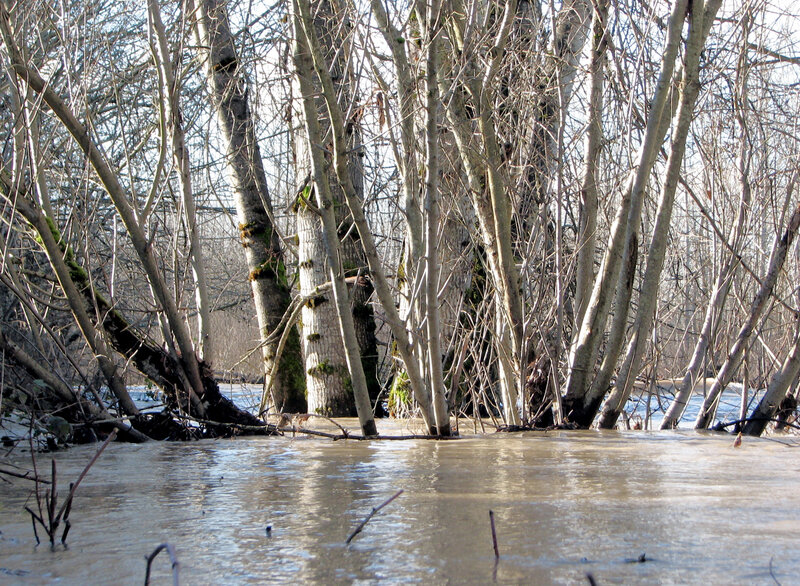 Flooded Trees in Forest — Brown