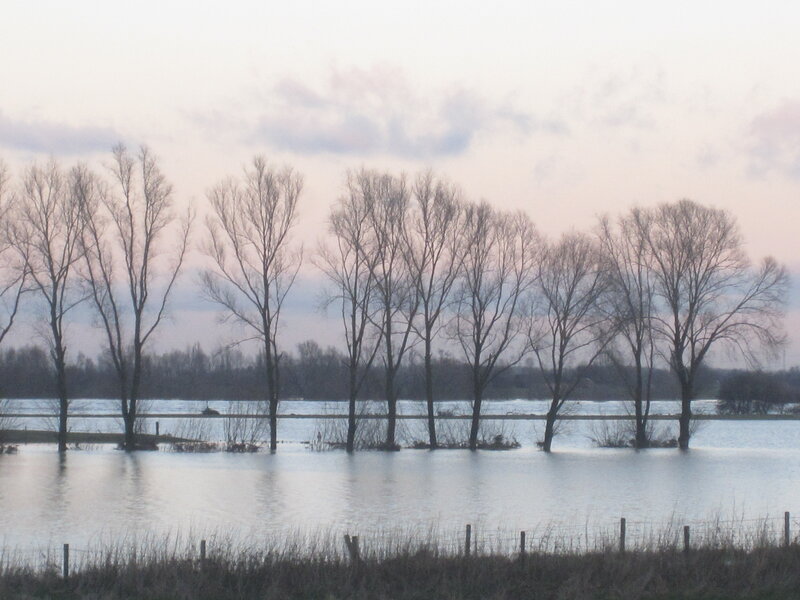 Flooded Trees in Water