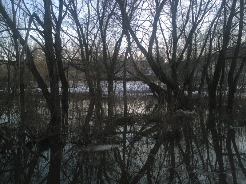 Flooded Trees in Winter — Brown