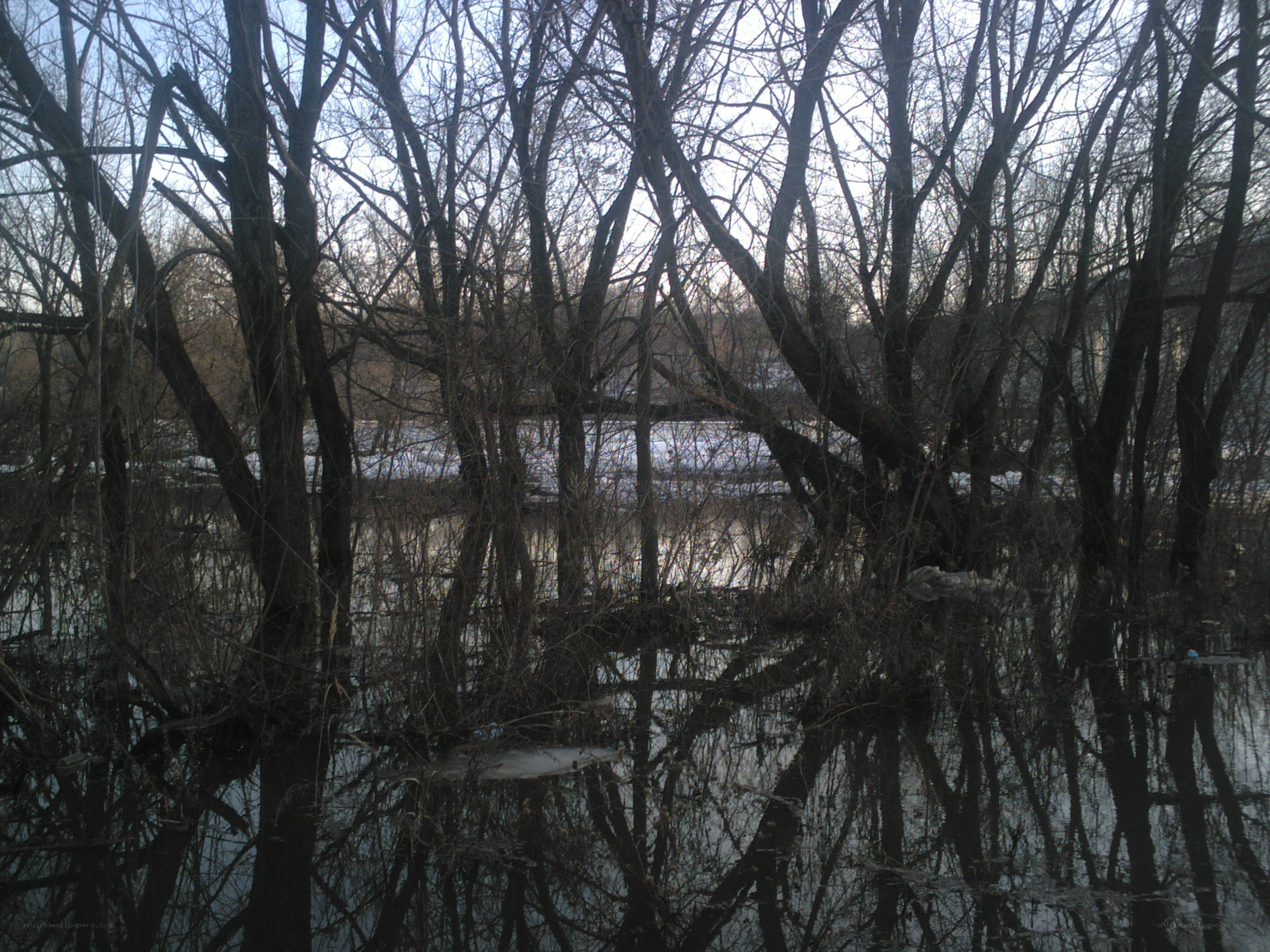 flooded trees in winter